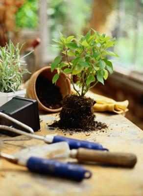 Mijn Plant Pot Water Ruikt Naar Rotte Eieren Wikisailor Com