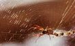 How to Get Rid van gemeenschappelijk huis Spider parasitaire aandoeningen