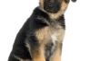 Tips voor het trainen van Duitse herder-pup