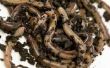 Kenmerken van de ringworm Worm
