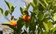 Waarom verliest een Citrus Tree bladeren