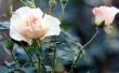 Welke maand transplantatie van een roos in Zuid-Carolina?