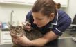 Giardia symptomen bij katten