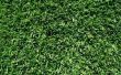 What You Need to Spray grasgroen