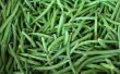 Hoe snel Bean zaden groeien