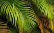 Hoe de zorg voor een Palm Plant