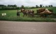 Wat geloven de Amish over zaligheid & hemel?