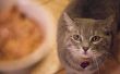 Waarom van belang is de juiste voeding voor uw kat