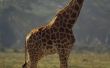 How to Make giraffen uit klei