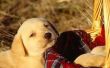 How to Train een zeven weken Labrador pup