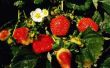 How to Grow zeegezicht aardbeien