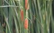 How to Make Fake Cattails