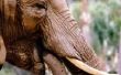 Wat voor soort Habitat hebben olifanten leven?