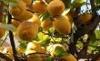 Op welke leeftijd begint een een Citrus boom om vruchten te produceren?