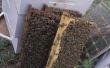 How to Kill Wax wormen in een bijenkorf