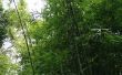 Het verzorgen van planten binnenshuis bamboe
