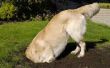 How to Fix hond gaten in het gras