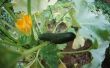 Problemen met geen vrucht op courgette planten