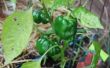 How to Get groene peper planten meer te produceren