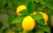 Hoe een Lemon Tree Espalier