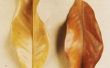 Het behouden van een Magnolia blad krans