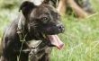 Een nieuwe eigenaar Guide to Staffordshire Bull Terriers