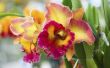 Hoe de zorg voor een Cattleya orchidee