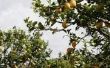 Hoe te snoeien van een boom van de citroen in Californië