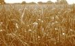 Belang van de Haspengouwse bodem voor de teelt van tarwe