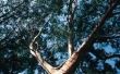 De eigenschappen van Eucalyptus hout