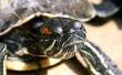 Hoe weet u of een Baby Red-Eared Slider schildpad mannelijk of vrouwelijk is