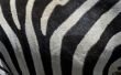 Hoe te schilderen strepen van de Zebra op meubilair