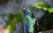 How to Build een vogelhuisje voor kolibries