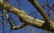 Hoe kunt u zien als een Sycamore Tree Is stervende