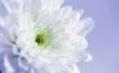 Symbolische betekenis van de bloem Dahlia
