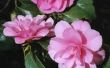 Hoe Trim een overwoekerde Camellia Bush