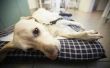 Tekenen & symptomen van lage kalium bij honden