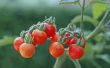 Hoe om te groeien Cherry tomaten in Containers