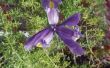 Hoe om Iris planten te identificeren