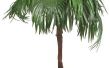 Warmte-tolerante palmbomen voor POTS-doeleinden