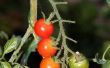 Hoe te identificeren van een tomatenplant door de bladeren