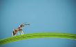 How to Get Rid van mieren met kaneel