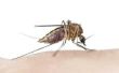 Hoe om te onderscheiden van een muggenbeet van andere insectenbeten
