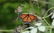 Hoe herken ik het verschil tussen een Monarch & een onderkoning vlinder