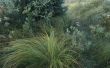 De beste plantseizoen voor Elijah Blue Grass