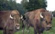 Belastingvoordelen voor het aantrekken van Bison