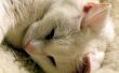 Nierfalen bij katten pijnlijk is?