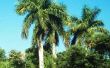 Royal Palm Tree feiten