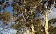 How to Plant eucalyptusbomen