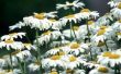 Hoe te snoeien Argyranthemum Frutescens
